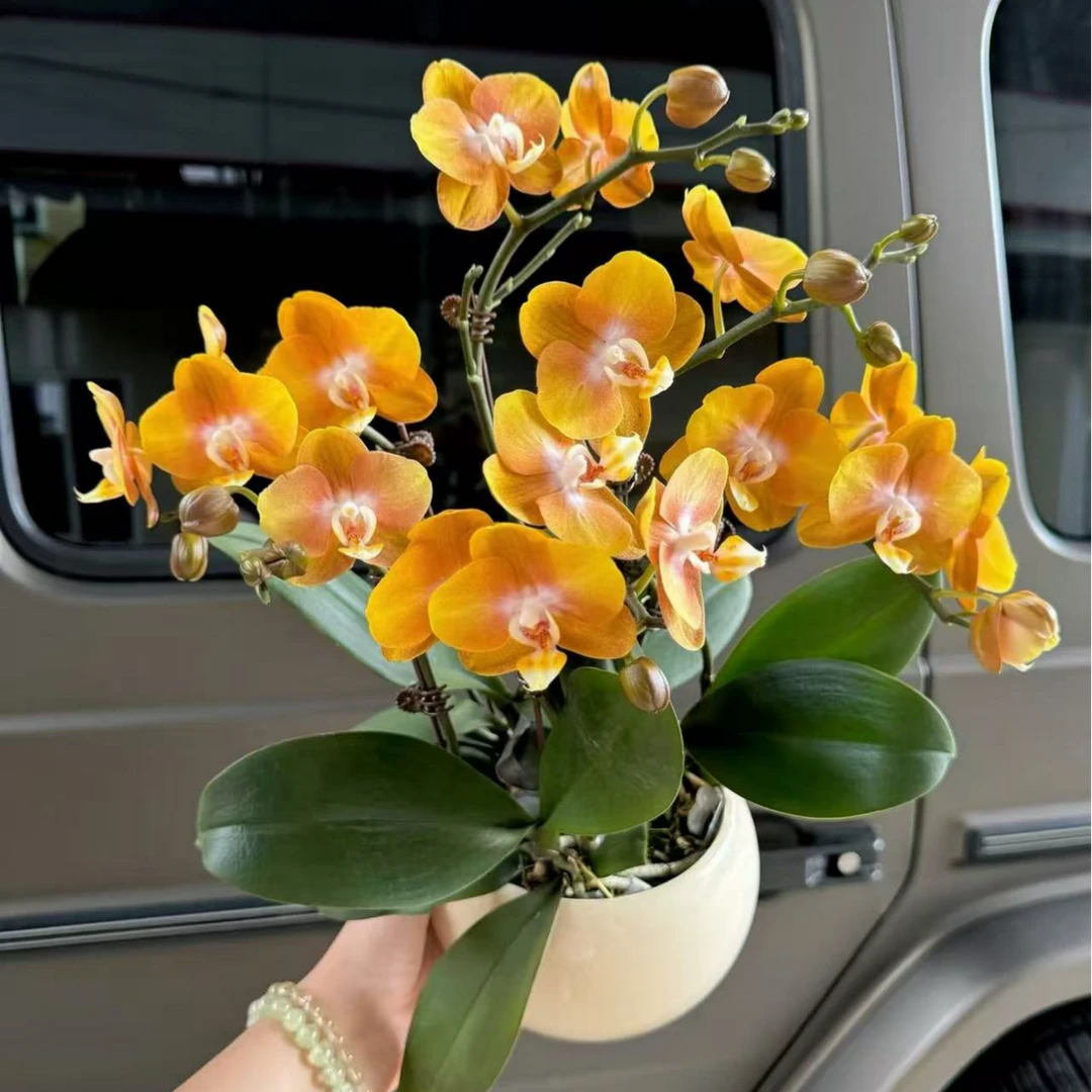 【保底两个花剑 】 蜡质花 复古黄色 名贵品种  【拉斯维加斯】蝴蝶兰