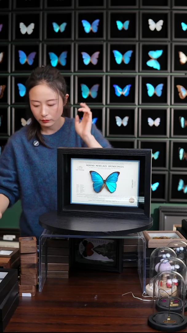 微瑕蝴蝶标本摆件一口价H119