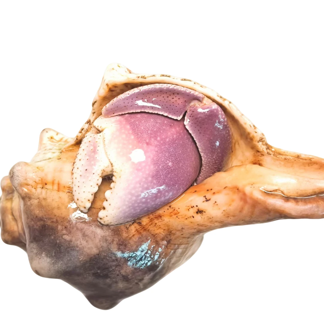 活体寄居蟹和其他商品 直播挑选 补米专拍链接~私拍发一包海盐