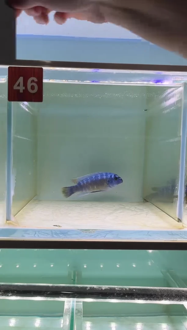 慈鲷鱼野生三湖慈鲷