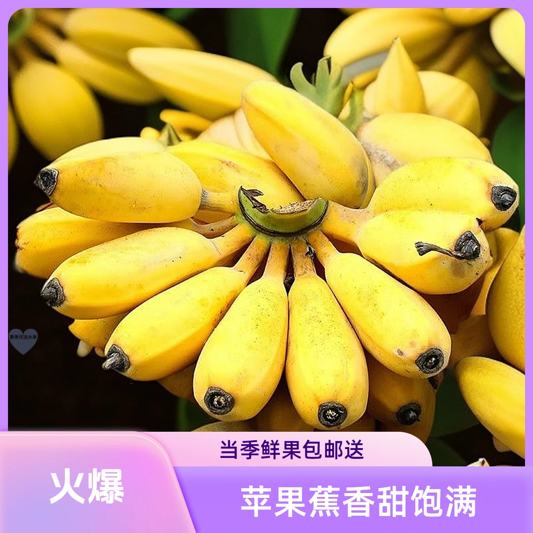 广东正宗苹果粉蕉当季新鲜水果包邮香蕉饱满香甜圆润批发1斤/3斤/