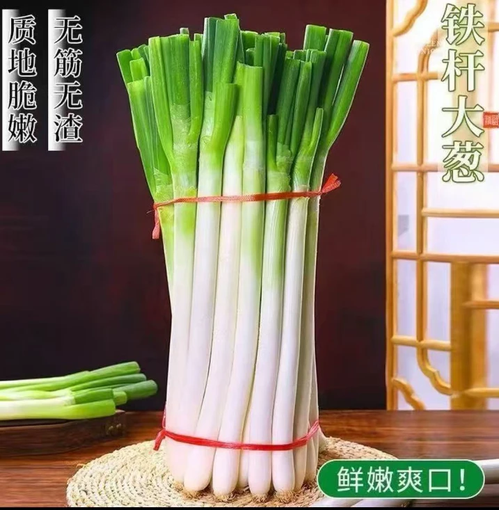 新鲜大葱现挖现发长白铁杆应季蔬菜产地直发炒菜生吃