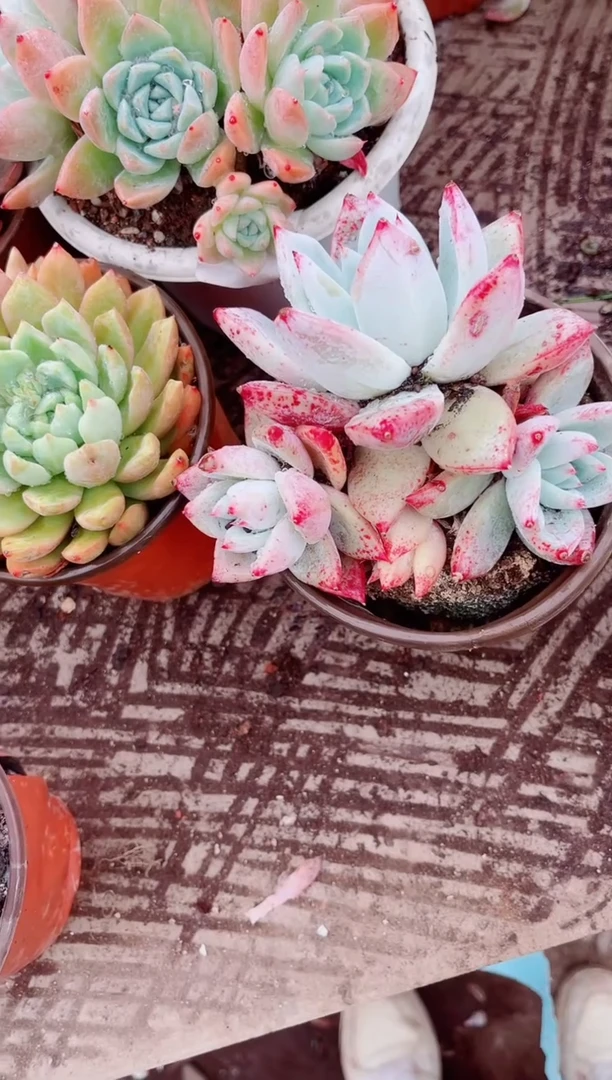 郑*曦跃跃精品多肉23189