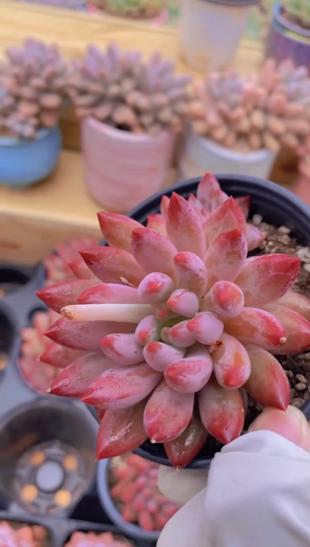 A33-状态红虞美人单头带崽（量拍）