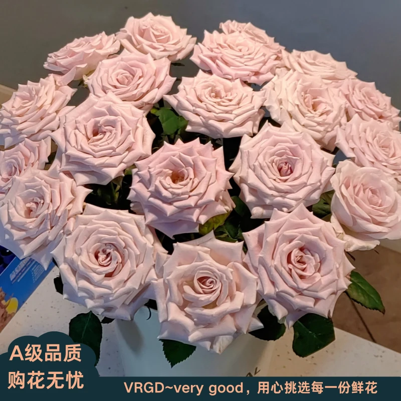 A级曼塔玫瑰鲜花VRGD瑧选品质顺丰包邮