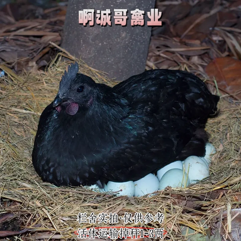 五黑鸡5只装果园公母可选乌骨鸡可宠物鸡1斤左右