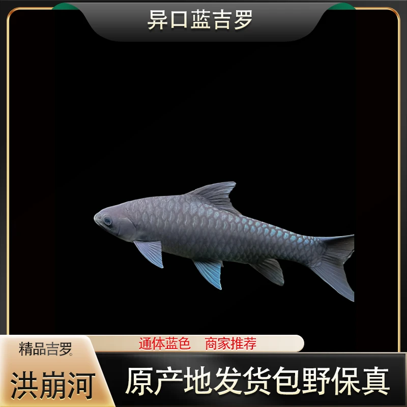 洪崩河 异口蓝吉罗 新光唇  缸内压色蓝吉罗鱼竞拍