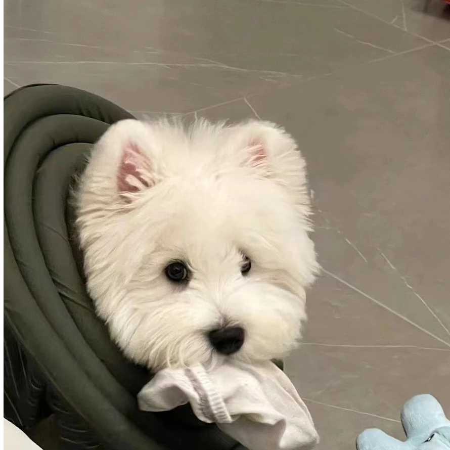 【阳阳西高地之家】西高地狗狗 婚姻介绍所 种公借配