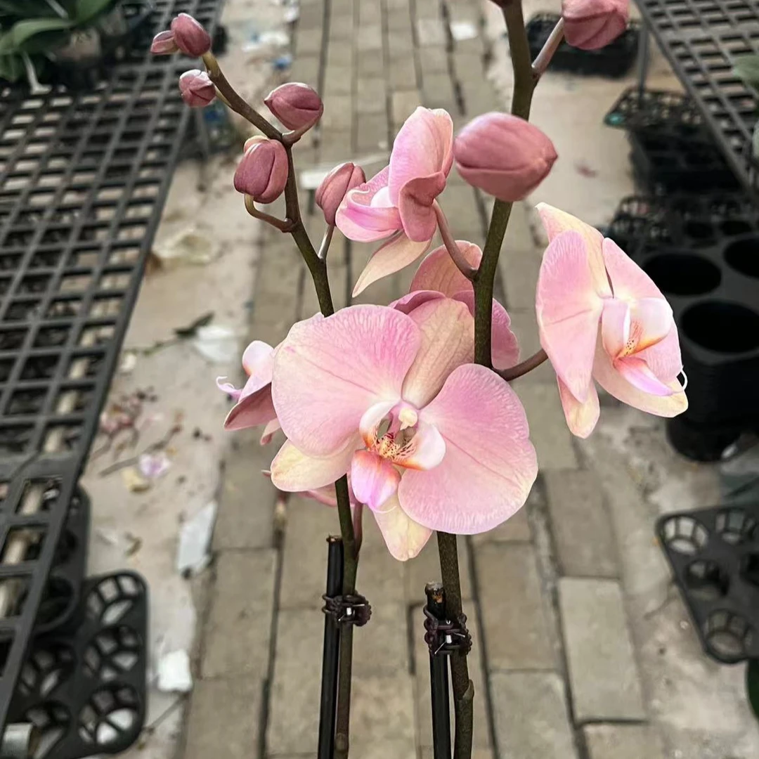 3.5寸罗马 双梗 蝴蝶兰一颗【任意两颗起发货】