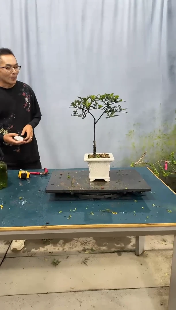 无花朵春花春花春花春花春花