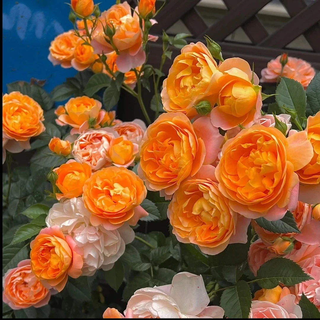 【果汁阳台带花苞】月季四季开花庭院阳台