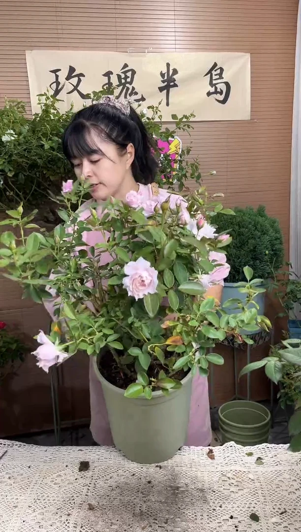 幻紫3加仑扦插苗