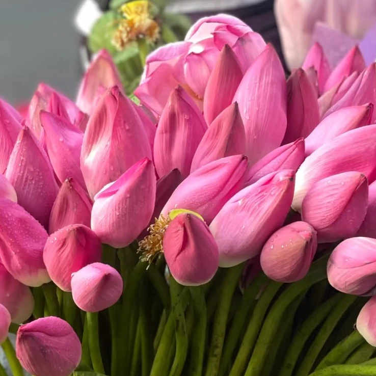 【如意花卉】【单瓣荷花】任意一单顺丰包邮