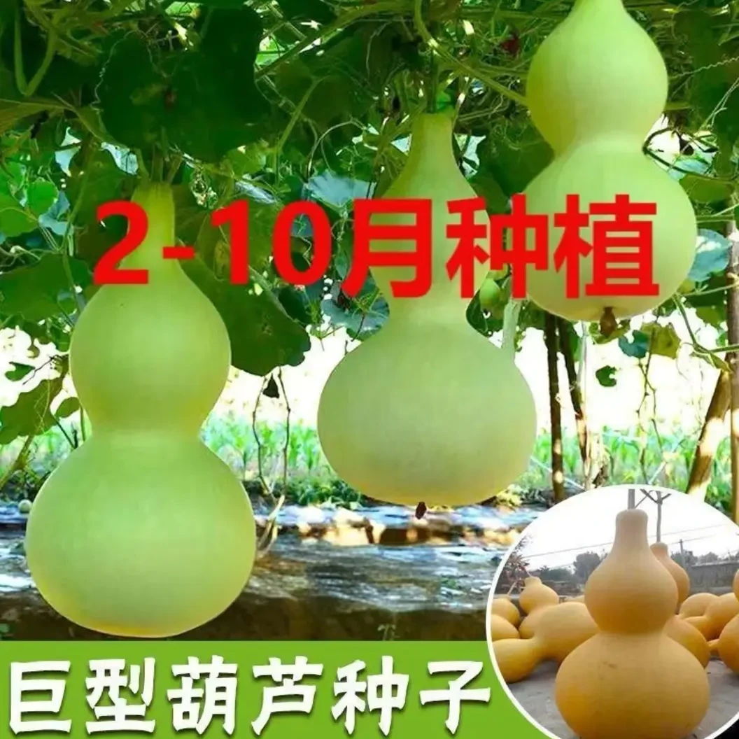 巨型葫芦种子特大葫芦种子易种手捻葫芦种子特小葫芦天然超大葫芦