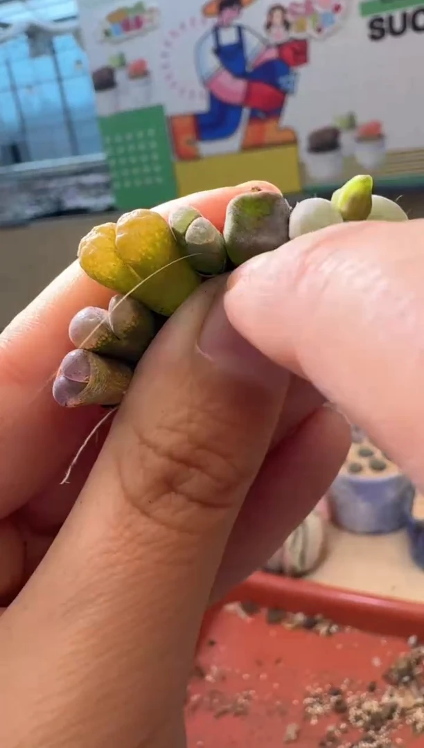 肉锥生石花11-109