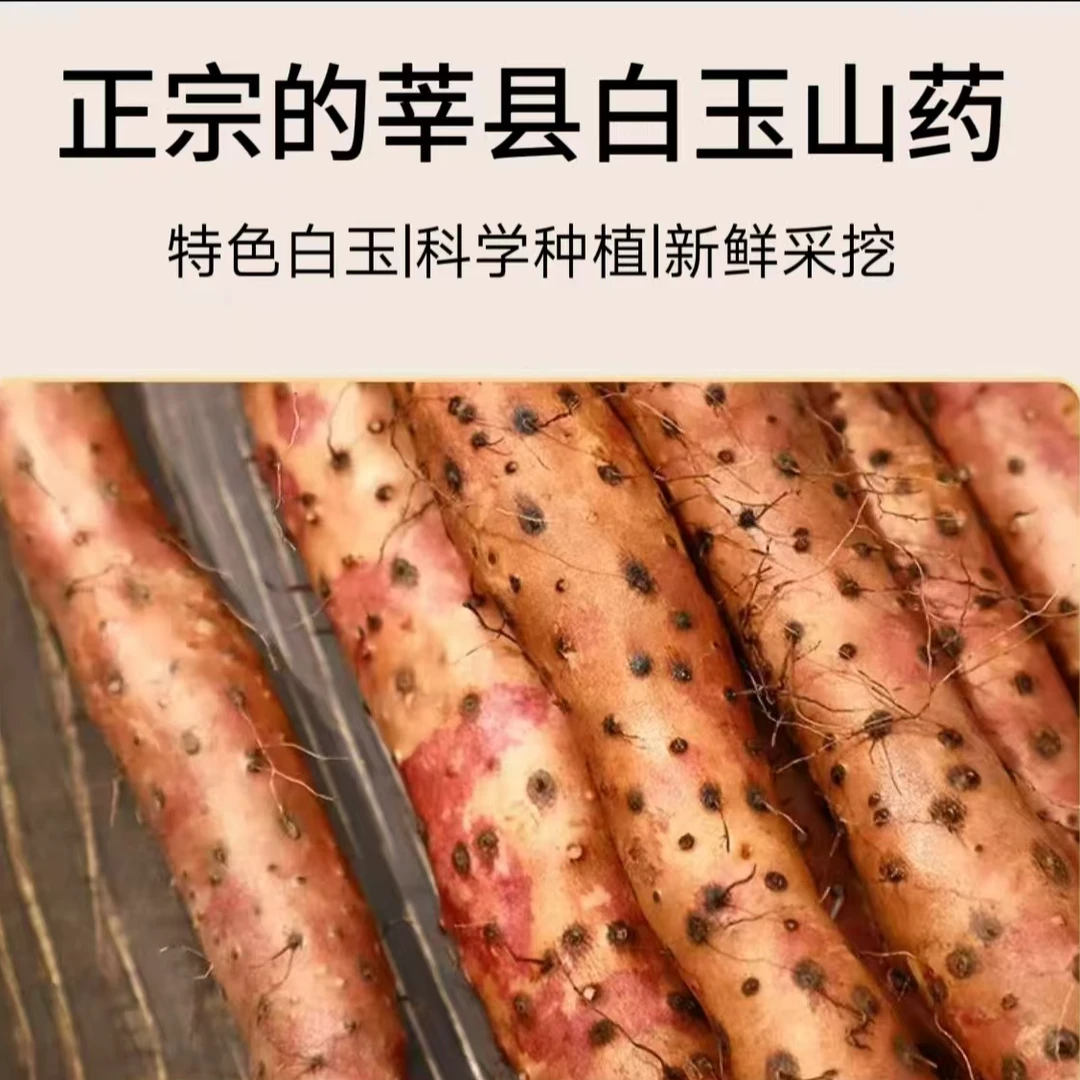 山东莘县特产白玉山药大果