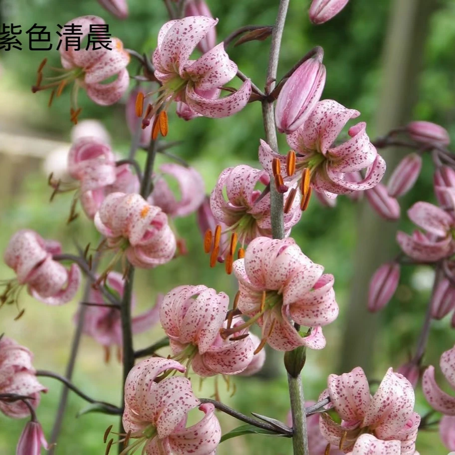 1颗百合种球【紫色清晨14-16】清晨系列百合庭院阳台