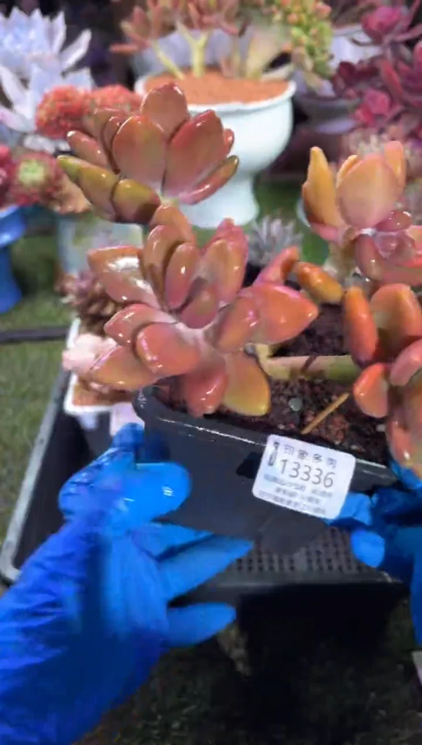 【闪购商品】13336