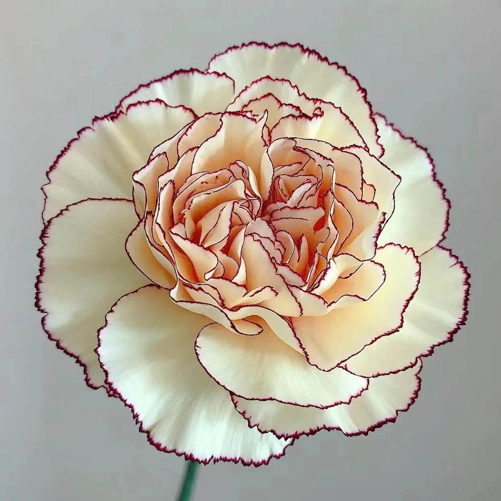 眼线单头康乃馨20支  云南基地鲜花家养水养花期长好养护