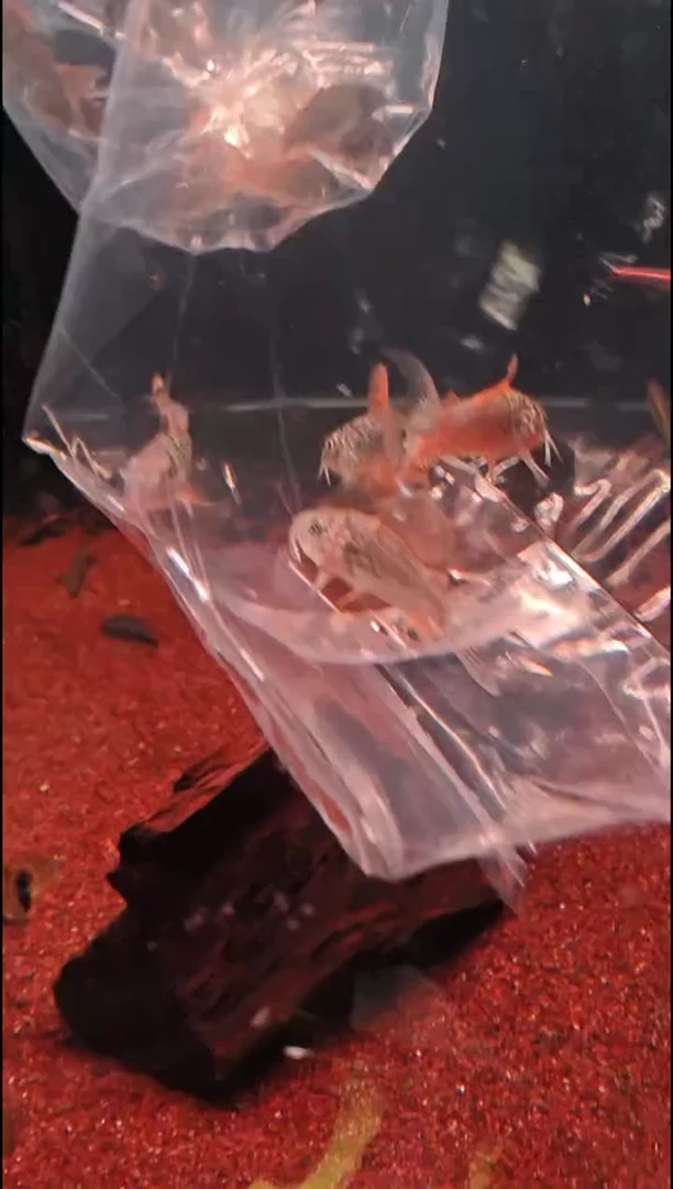 鼠鱼ᝰ****ꪝ青铜B 鼠3cm5只（只包运输中袋内损耗.入缸后死亡不包）