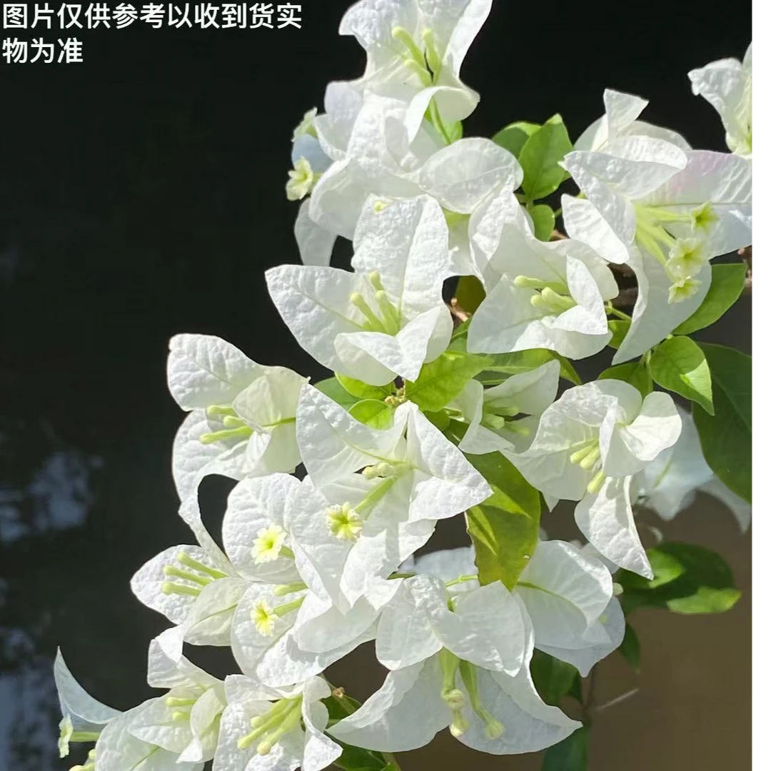 【白雪公主】【小灯仔】三角梅扦插袋苗【不带花】