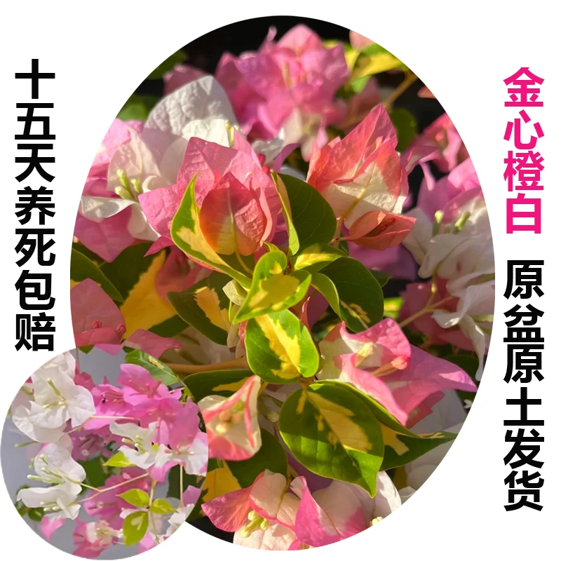 金心橙白(三角梅)原生大苗四季开花老桩爬藤植物