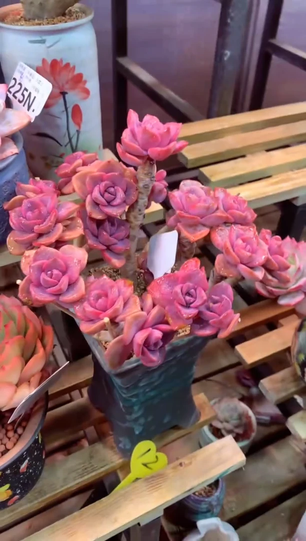 213N（一物一拍，精品多肉，所见即所得 ）