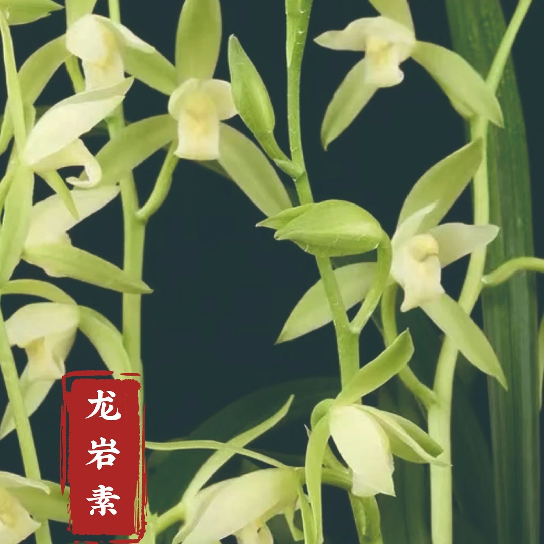 龙岩素【素心圣品，雅韵清芳传世兰】建兰铭品清香型室内绿植 好养活