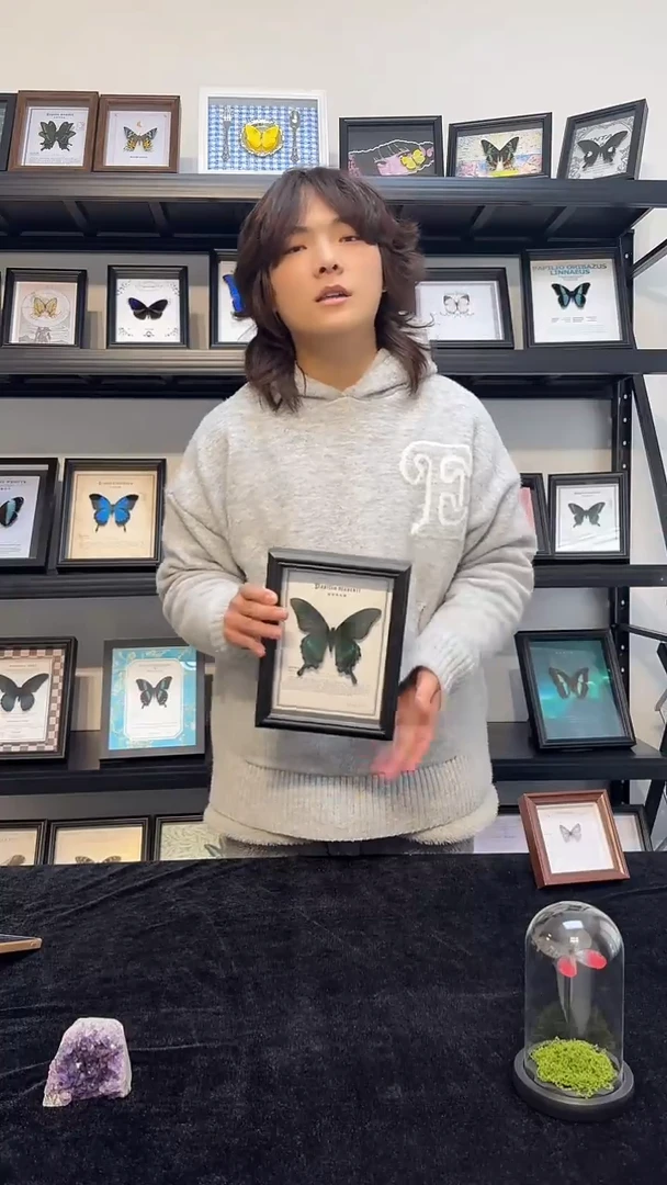 玻璃真实蝴蝶标本