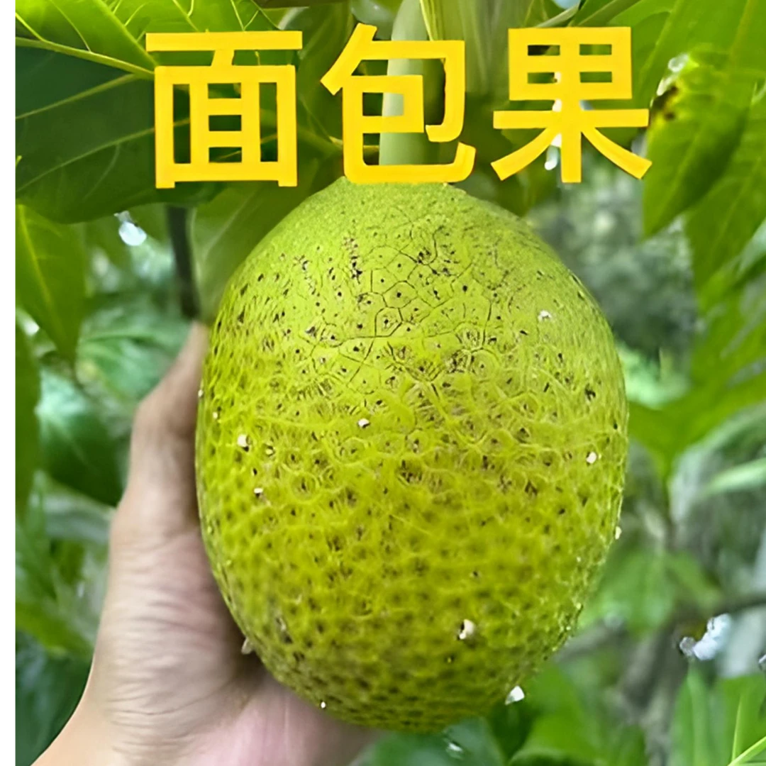 【顺丰特快】新鲜现摘面包果网红热带水果蒸煮炸炒炖烤皆可应季水果