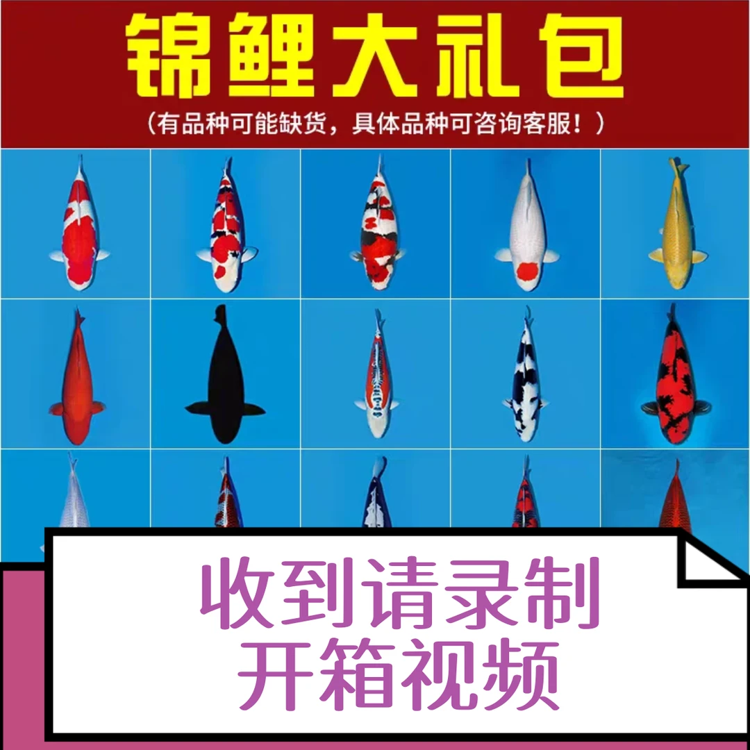 两条随机戒子锦鲤(10-15公分)