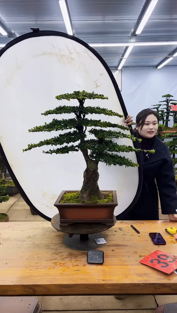 【闪购商品】高端盆景一物一拍，所见即所得