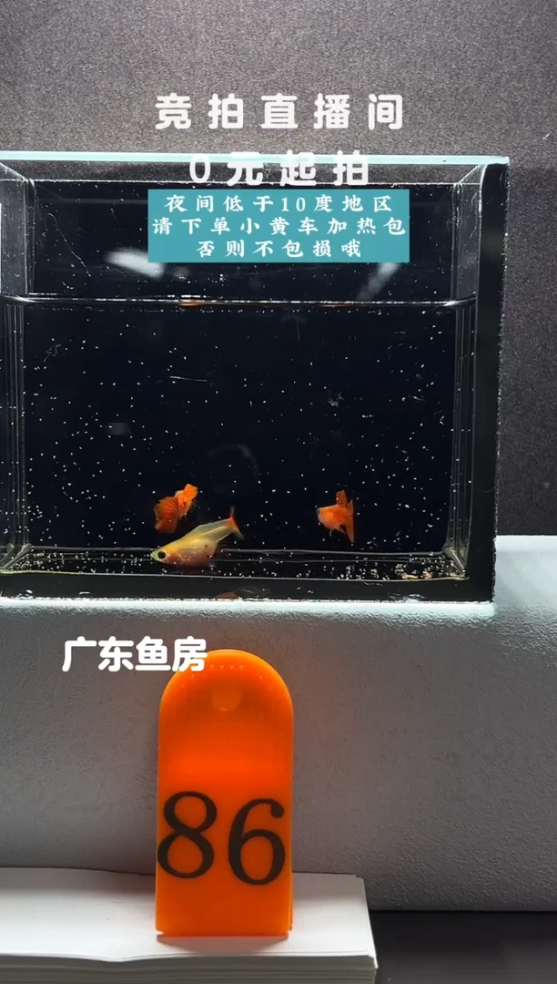 孔雀鱼赤焰精灵玻璃猫三只编号86