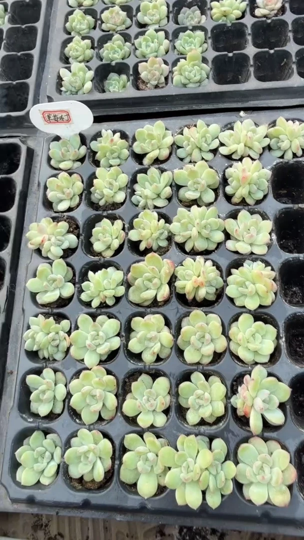 草莓布丁 量拍混发 9块9包邮