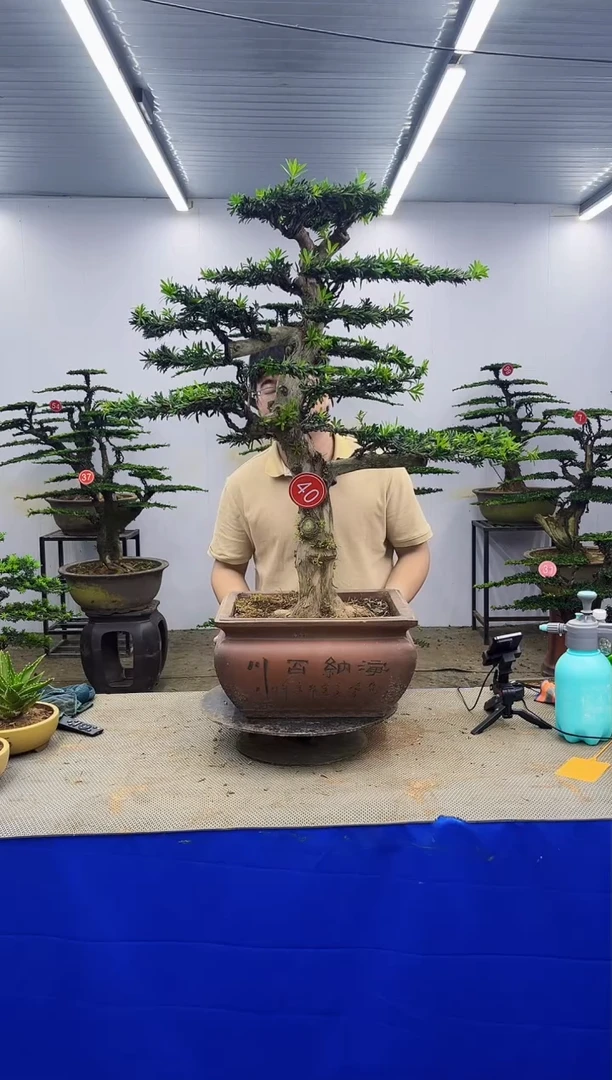 无花朵手***前一物一拍，所见即所得
