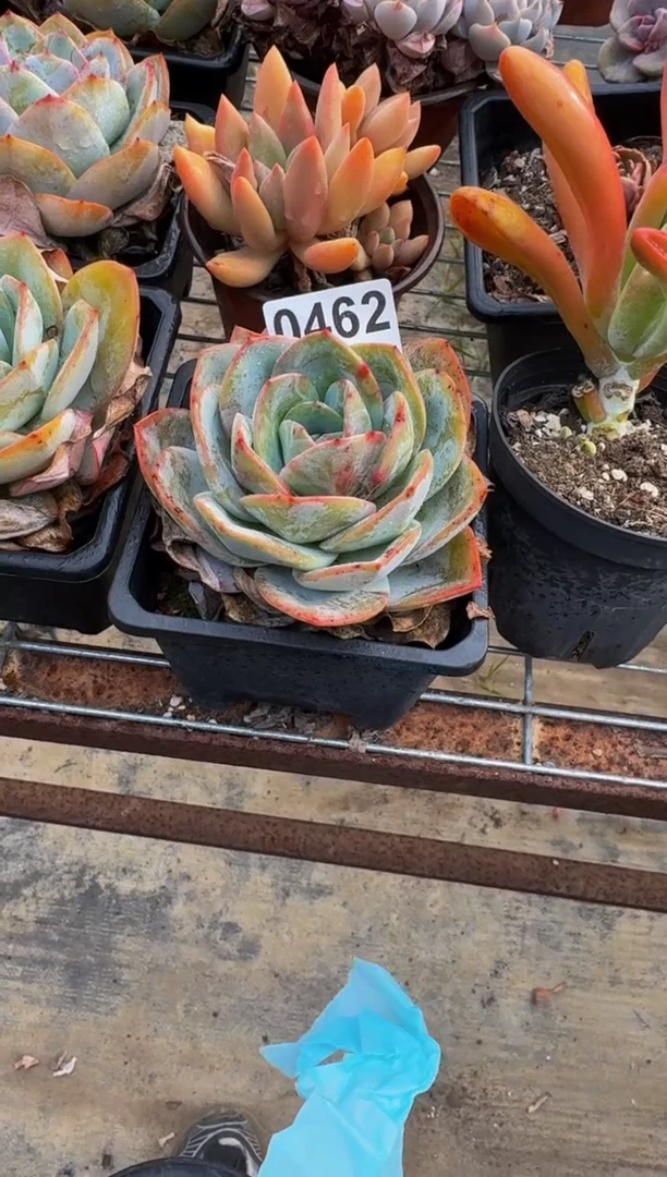 【闪购商品】0462.....