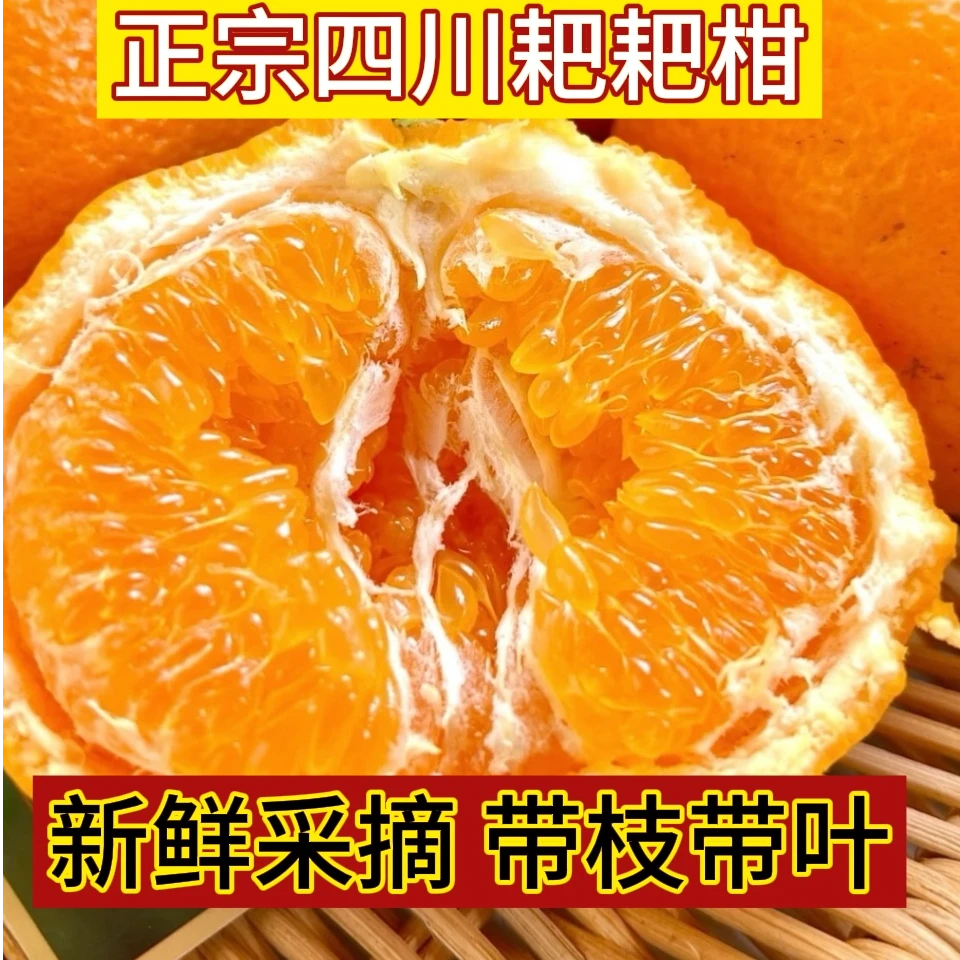 【坏果包赔】四川春见耙耙柑新鲜采摘果园直发