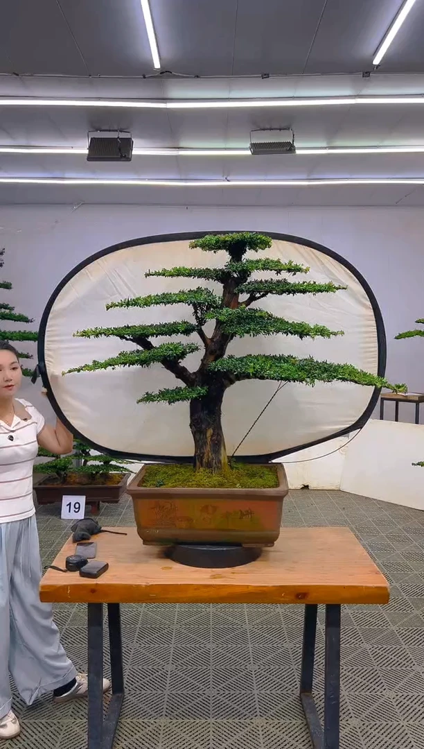 无花朵勤**兴一物一拍一物一拍