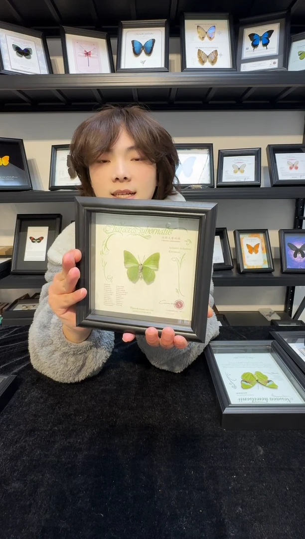 玻璃真实蝴蝶标本