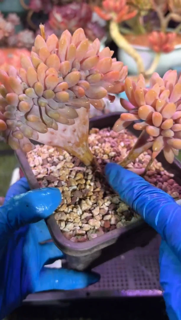 【闪购商品】06549