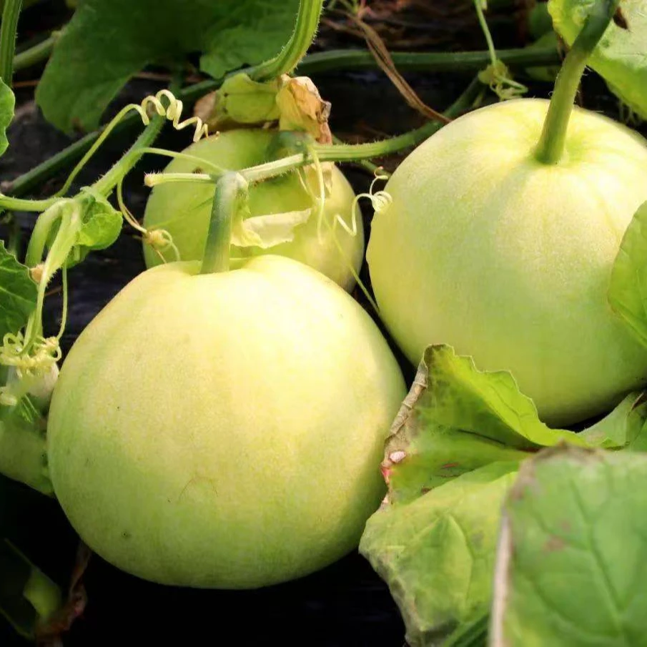 （顺丰包邮）马连庄小甜瓜新鲜直供果园直发