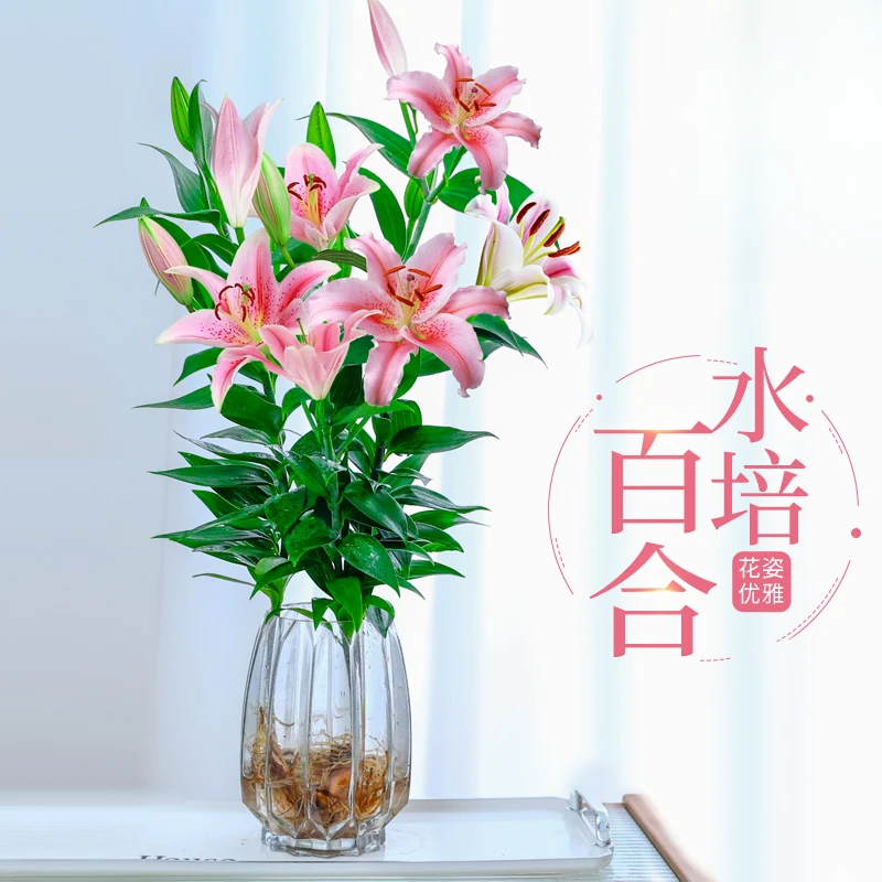 花瓶懒人香水百合花盆栽带花苞室内客厅好养花卉盆栽植物室内