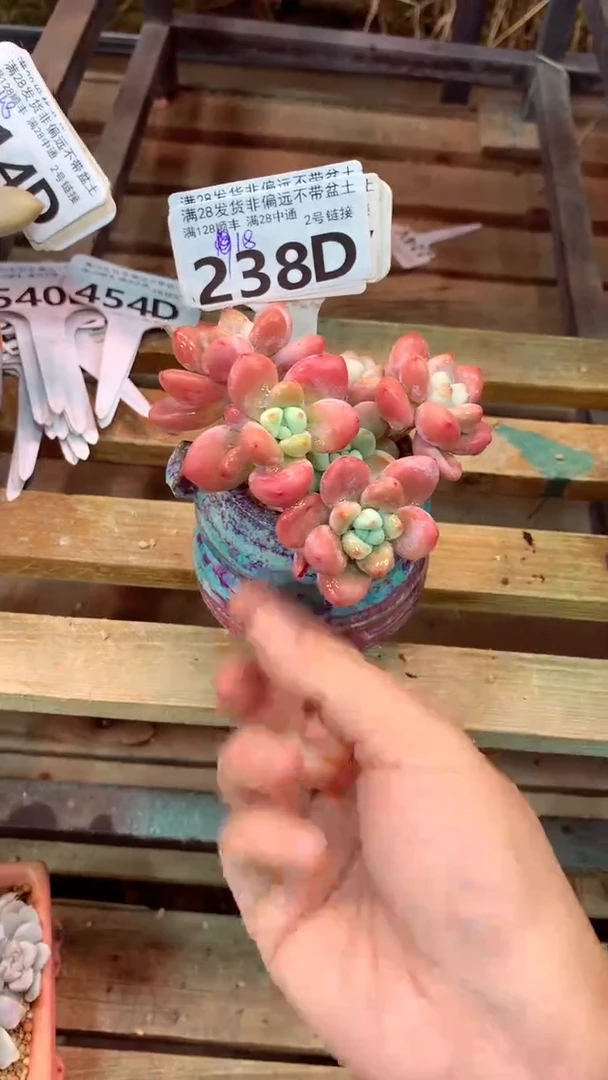 238D（一物一拍实付满28发货，默认不带盆土）