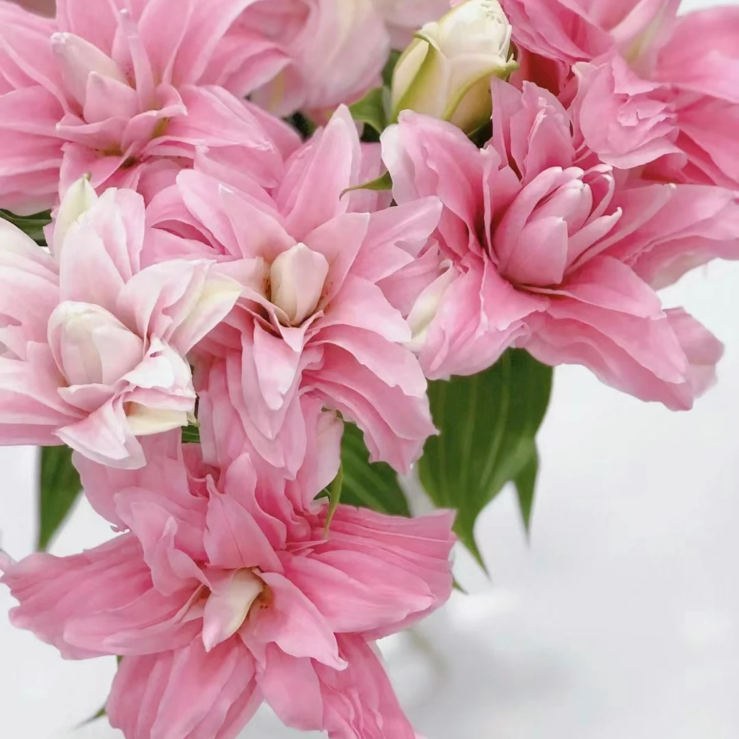 四季可种1颗【黛安娜】18/20庭院阳台重瓣香水百合花球