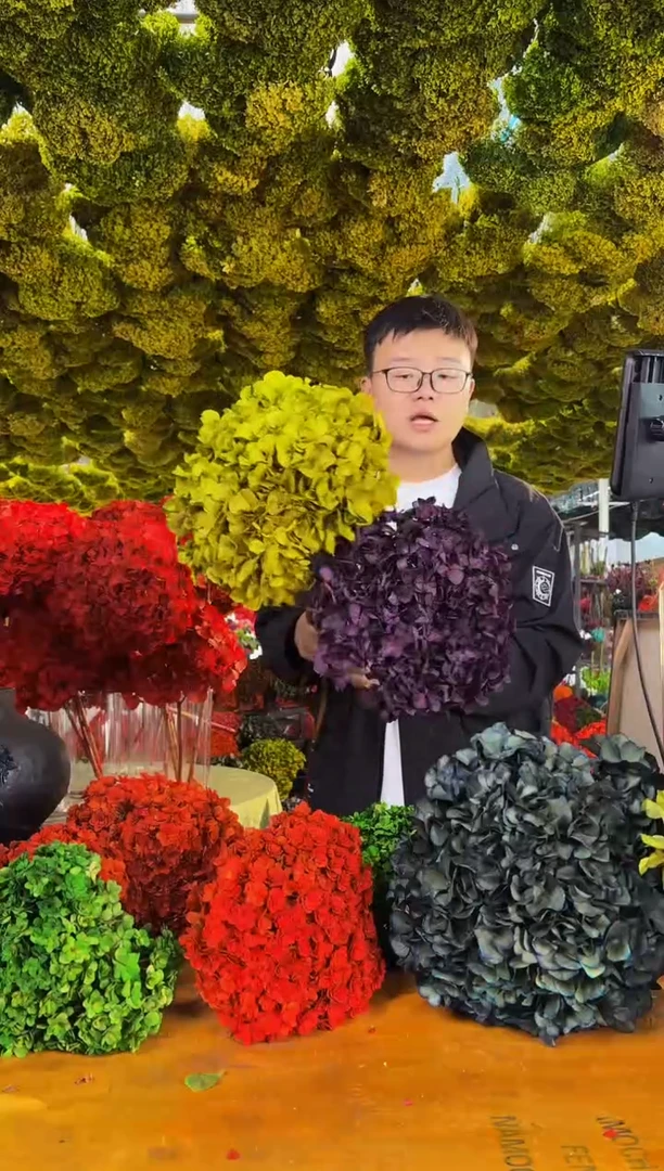 107  山前小麦 · 荷兰进口永生大叶绣球2枝（紫/绿）特价福利