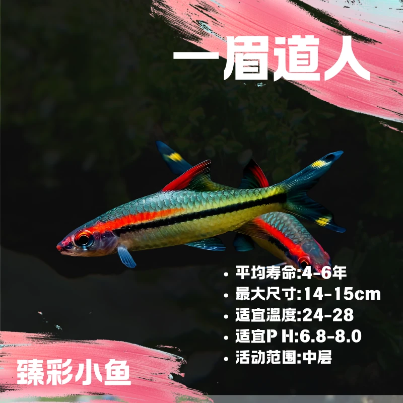 【臻彩小鱼】一眉道人1 小型观赏鱼热带鱼灯科鱼群游皮实好养耐活
