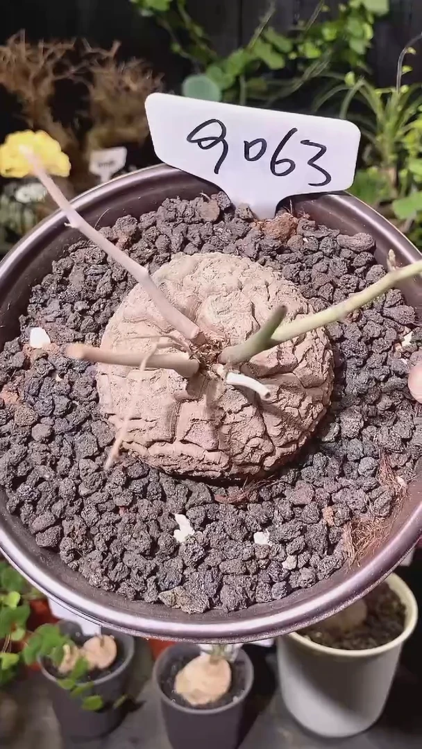 9063号1104福利南非龟甲龙单颗