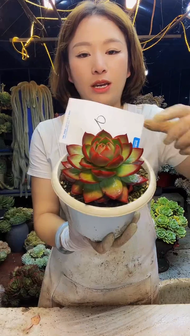 芙*9号一物一拍脱土包邮