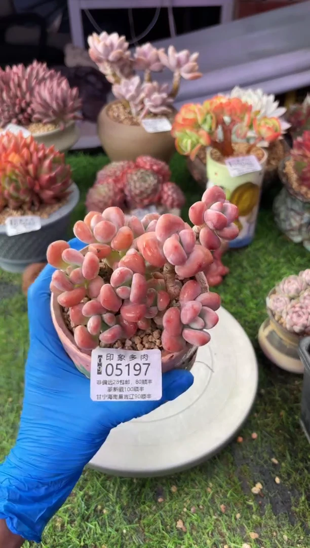 昆明印象多肉05197