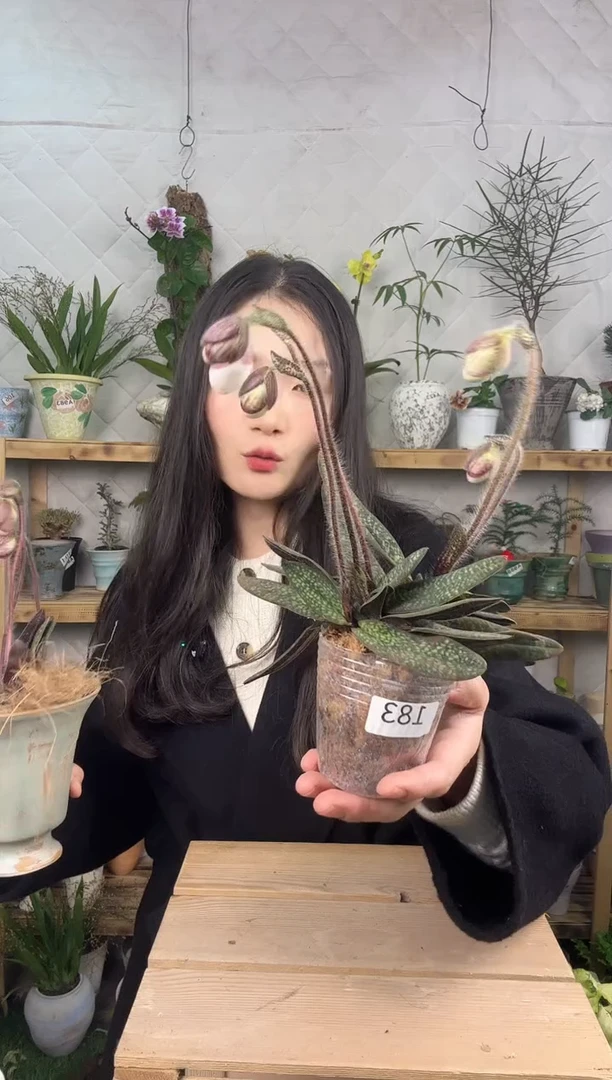 无花朵玉女兜兰加盆一套育苗盆183